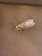 Diptera