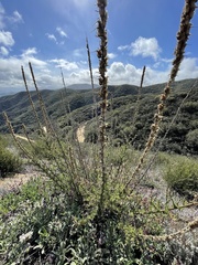Sairocarpus multiflorus