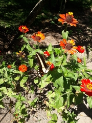 Heraclides hectorides