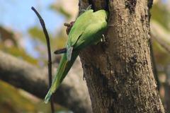 Psittacula krameri