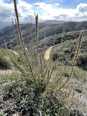 Sairocarpus multiflorus