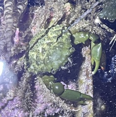 Mithraculus sculptus