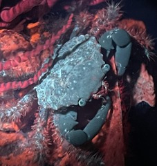 Mithraculus sculptus