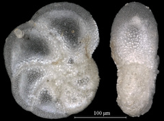 Elphidium frigidum