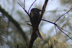 Dicrurus leucophaeus