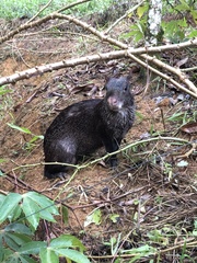 Dasyprocta fuliginosa