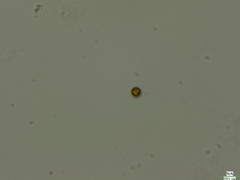 Cryptista