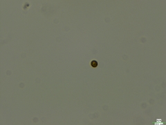 Cryptista