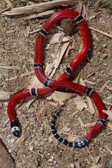 Micrurus dumerilii colombianus