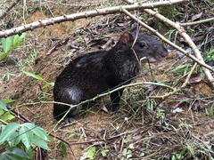 Dasyprocta fuliginosa