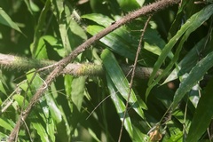 Desmoncus chinantlensis