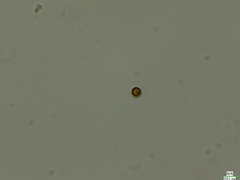 Cryptista
