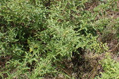Lippia rehmannii