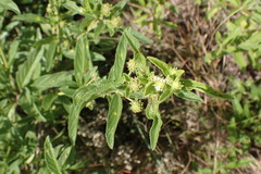Lippia rehmannii
