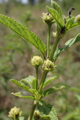 Lippia rehmannii