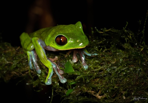 Blue-sided Leaf Frog, Agalychnis annae
