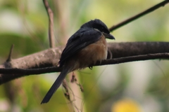 Lanius tephronotus