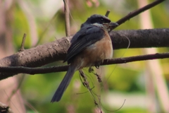 Lanius tephronotus