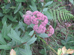 Hylotelephium telephium fabaria