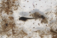 Upland Chorus Frog photo 5