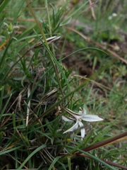 Tristagma