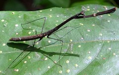 Macromusonia conspersa