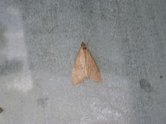 Uresiphita reversalis