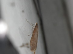 Uresiphita reversalis