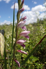 Gladiolus crassifolius