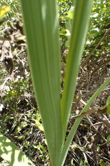 Gladiolus crassifolius