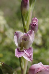 Gladiolus crassifolius