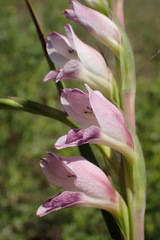 Gladiolus crassifolius