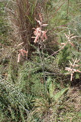 Aloe transvaalensis