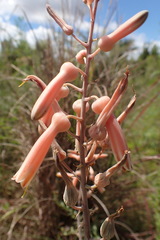 Aloe transvaalensis