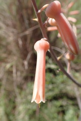 Aloe transvaalensis