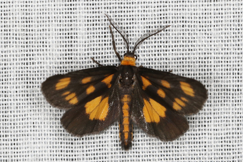 Asura cervicalis