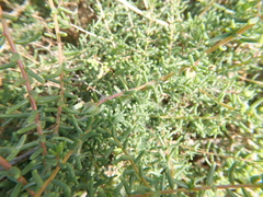 Suaeda asphaltica