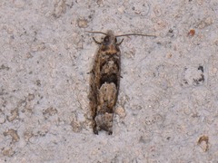 Pseudexentera hodsoni