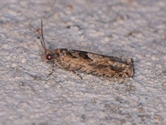 Pseudexentera hodsoni