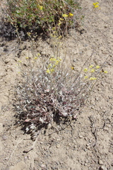 Eriogonum strictum