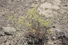 Eriogonum strictum