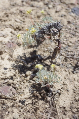 Eriogonum cusickii
