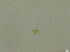 Actinastrum