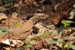 Varanus bengalensis