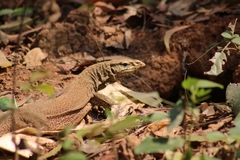 Varanus bengalensis