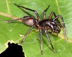 Corinninae