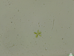 Actinastrum