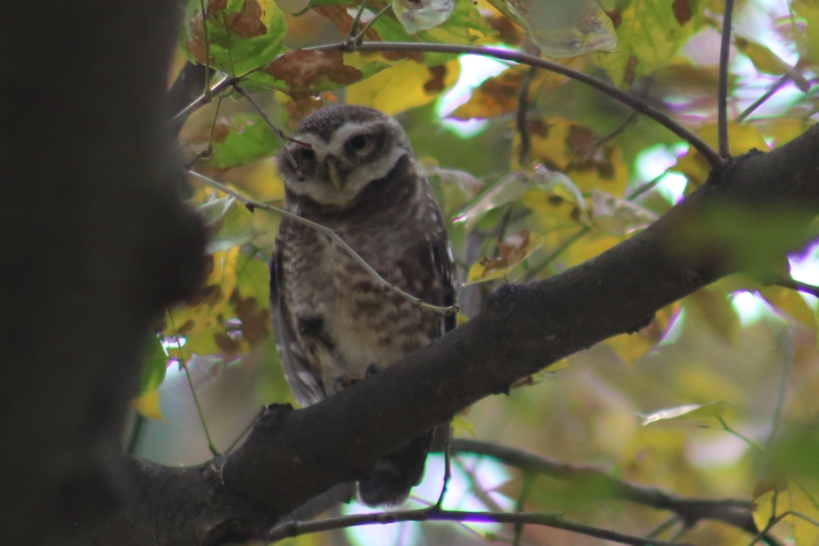 Spotted Owlet