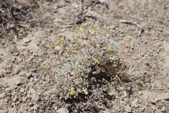Eriogonum cusickii