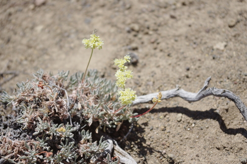 Cusick's buckwheat (Eriogonum cusickii)
